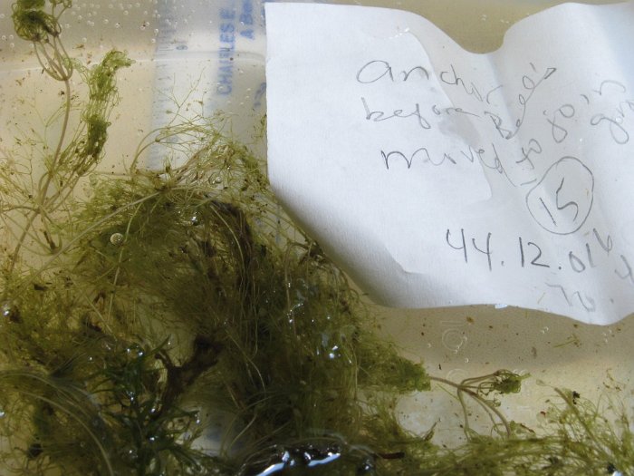 site15 purple bladderwort
